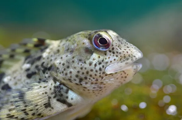 Slijmvis (Lipophrys pholis)