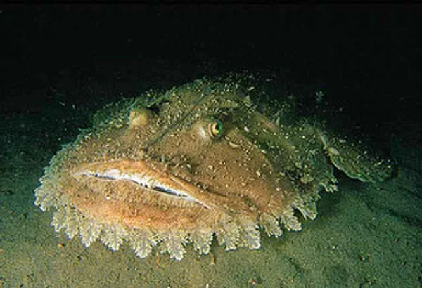 Grijze zeeduivel (Lophius budegassa)