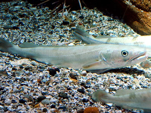 Heek (Merluccius merluccius)