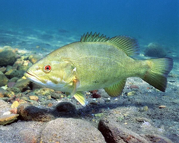 Kleinbekbaars (Micropterus dolomieu)