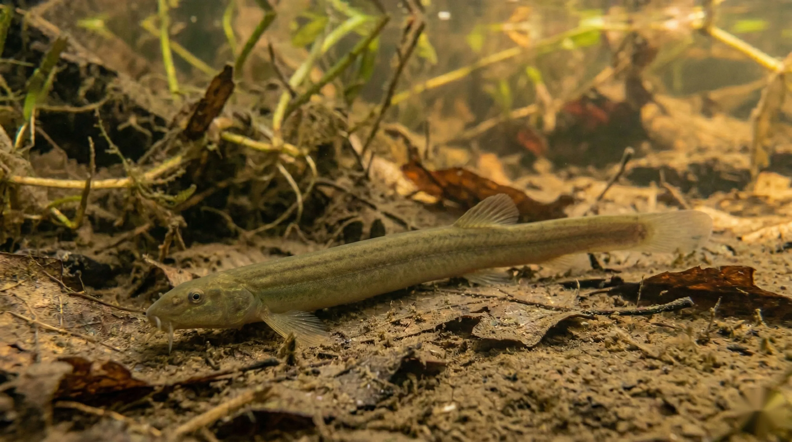 Noord-Aziatische modderkruiper