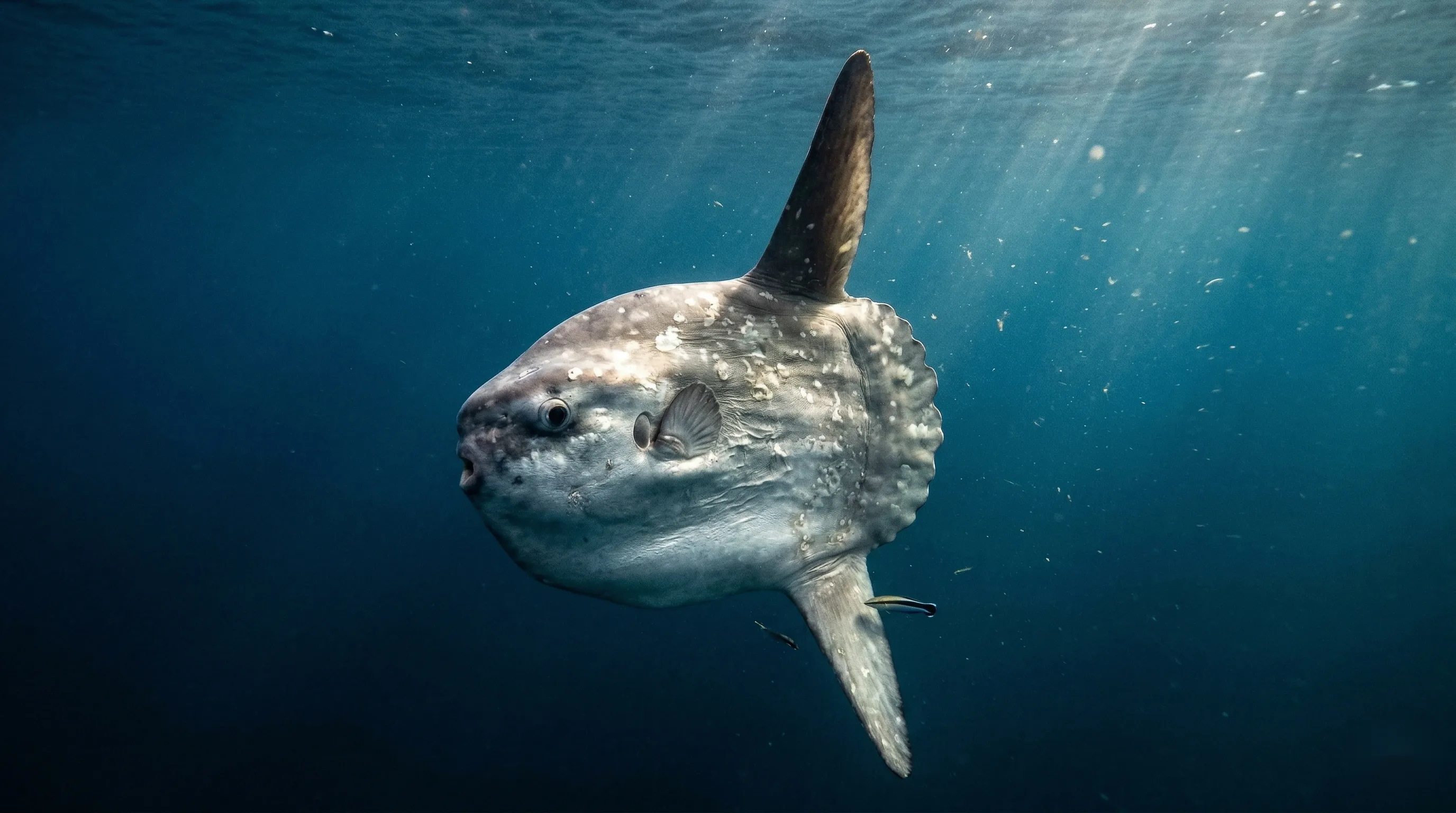 Maanvis (Mola mola)