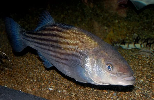 Gestreepte zeebaars (Morone saxatilis)