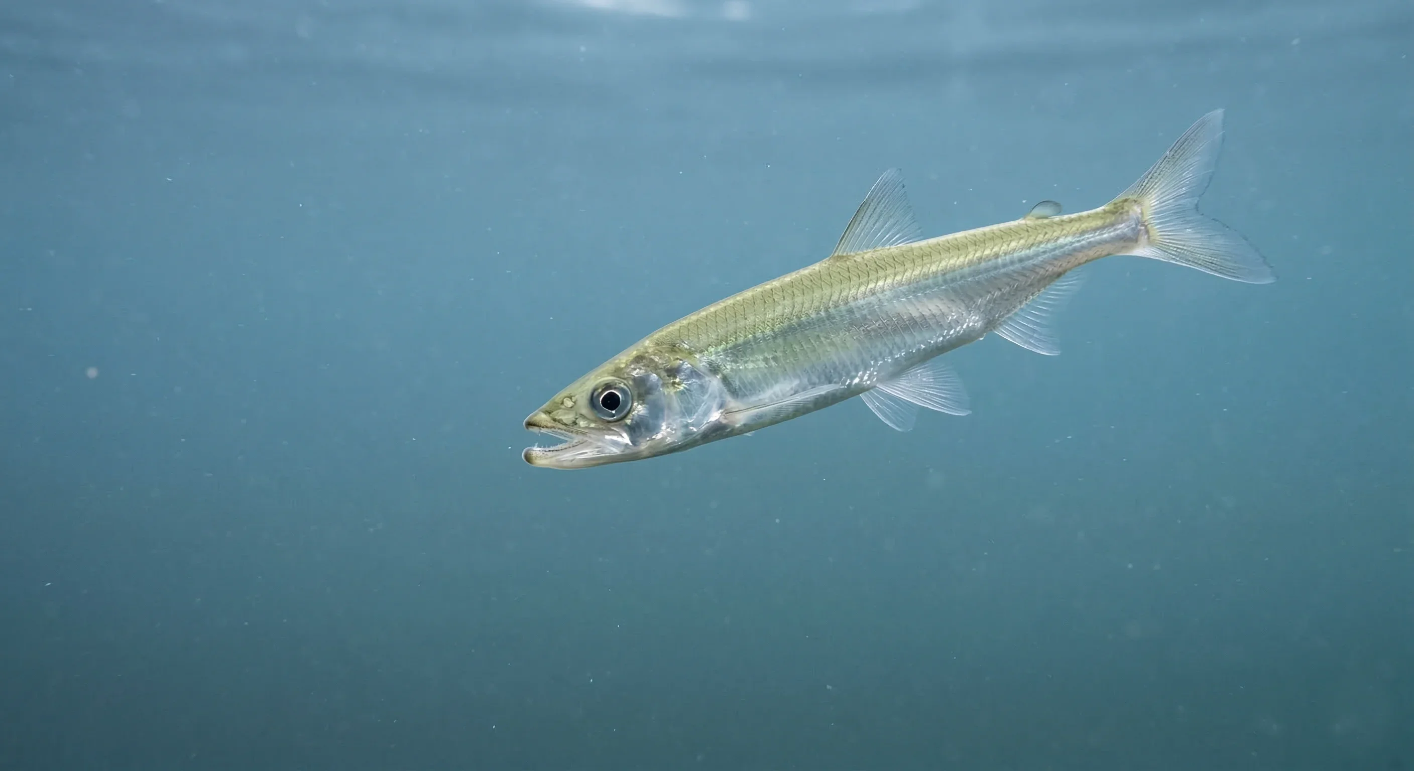 Spiering (Osmerus eperlanus)