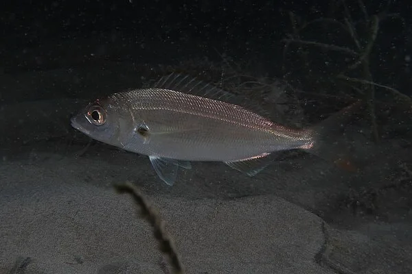 Spaanse zeebrasem