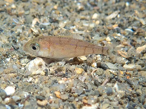 Gewone zeebrasem (Pagellus erythrinus)