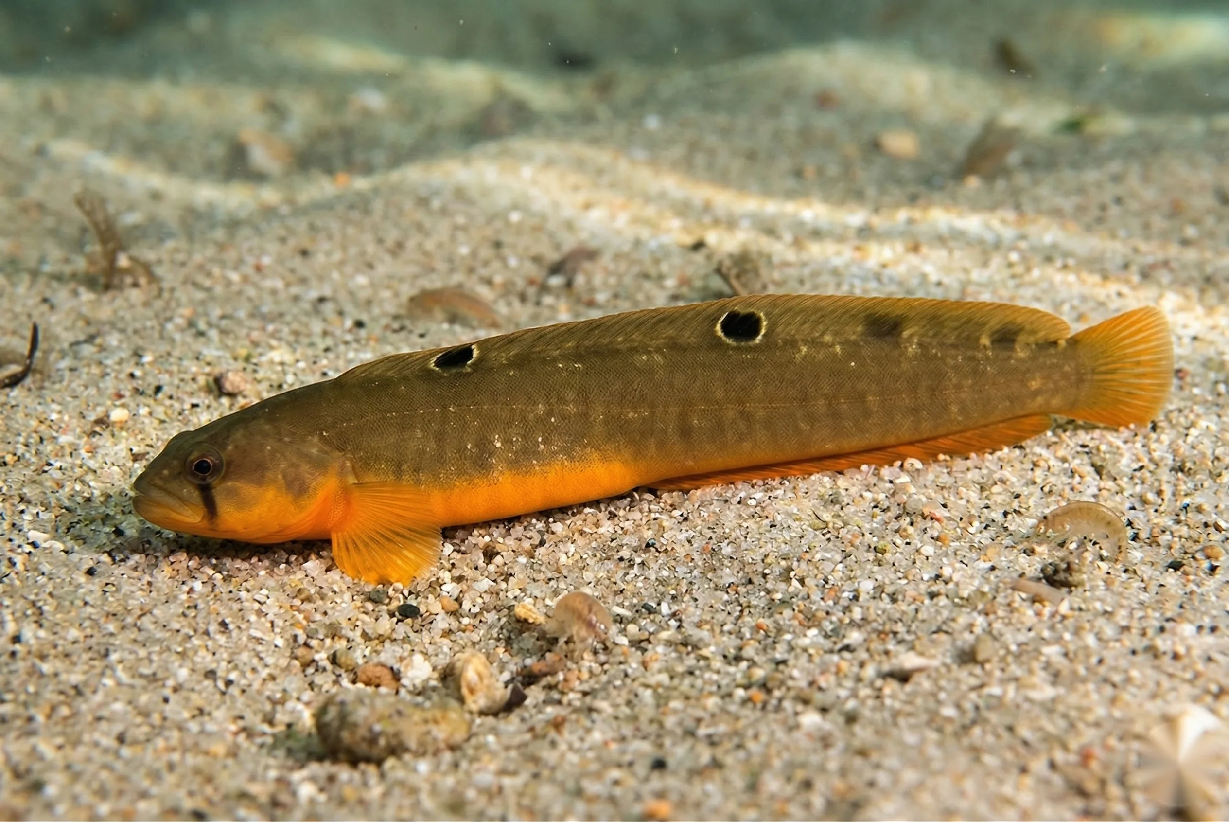 Botervis (Pholis gunnellus)