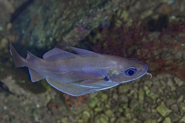 Phycis phycis