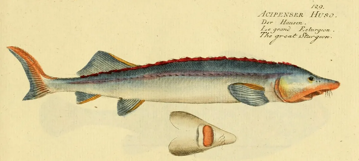 Hand-coloured engraving of a beluga sturgeon: a long, grey-blue fish with a pointed snout, with its mouth seen from below underneath