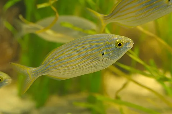 Gestreepte bokvis (Sarpa salpa)