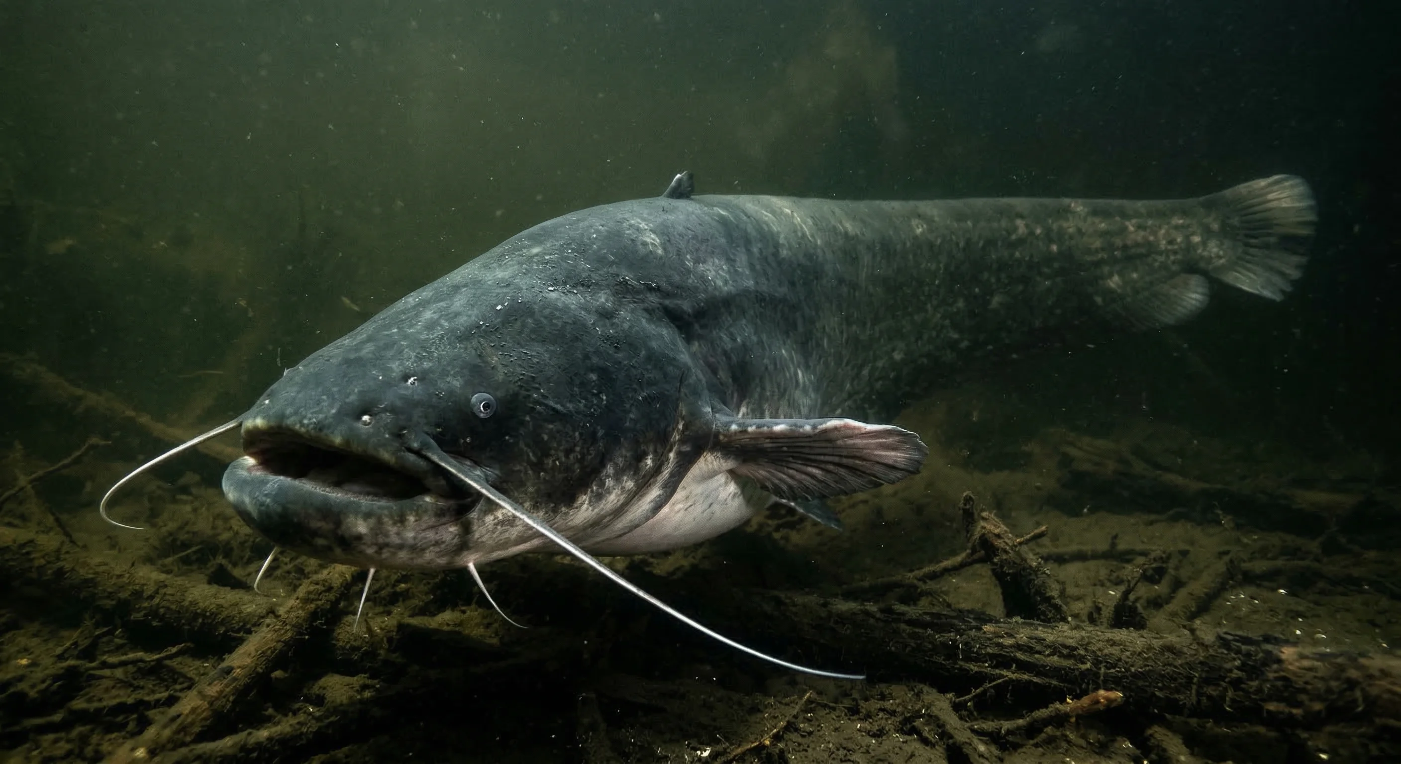 Silurus glanis