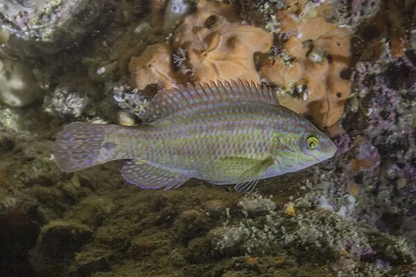 Zwartooglipvis (Symphodus melops)