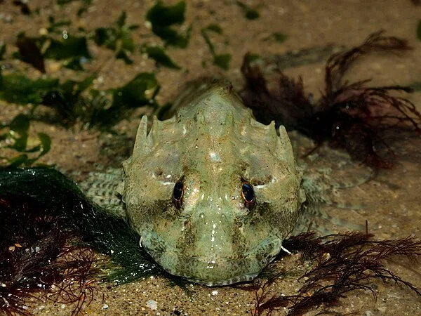 Groene zeedonderpad (Taurulus bubalis)