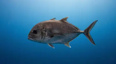 Indische driftvis