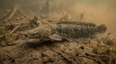 North African Catfish
