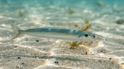 Smelt