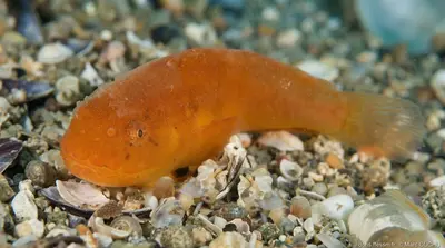 Kleine slakdolf