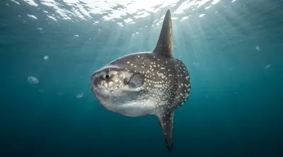 Mola tecta