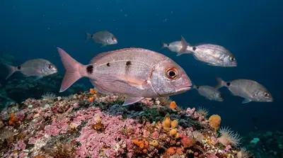 Blackspot Seabream