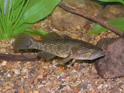 Amoergrondel