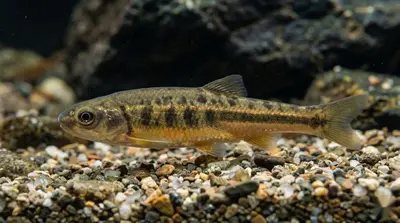 Csik Minnow