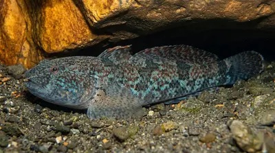 Marmergrondel