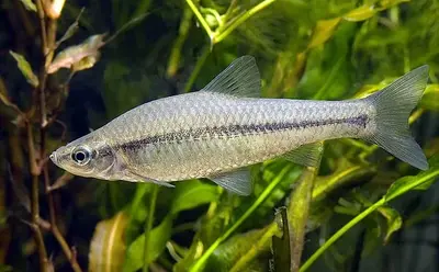 Blauwband