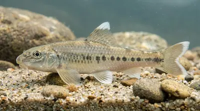 Witvinriviergrondel