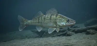 Snoekbaars