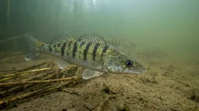 Volga Zander