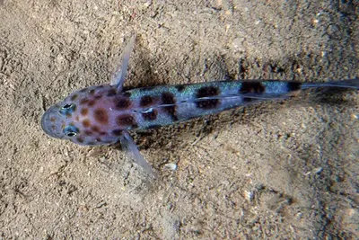 Luipaardgrondel