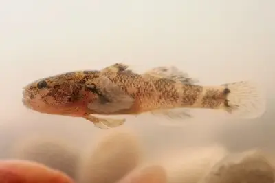 Aziatische baardgrondel