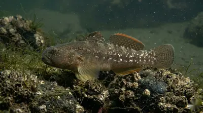 Shimofurigrondel