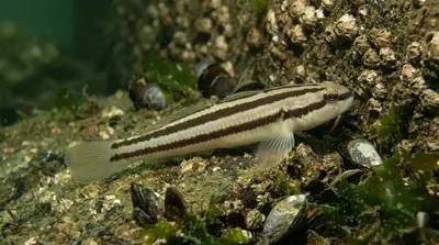 Kameleongrondel