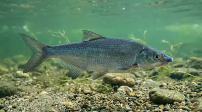 Blauwneus