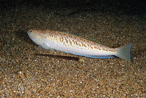 Grote pieterman (Trachinus draco)