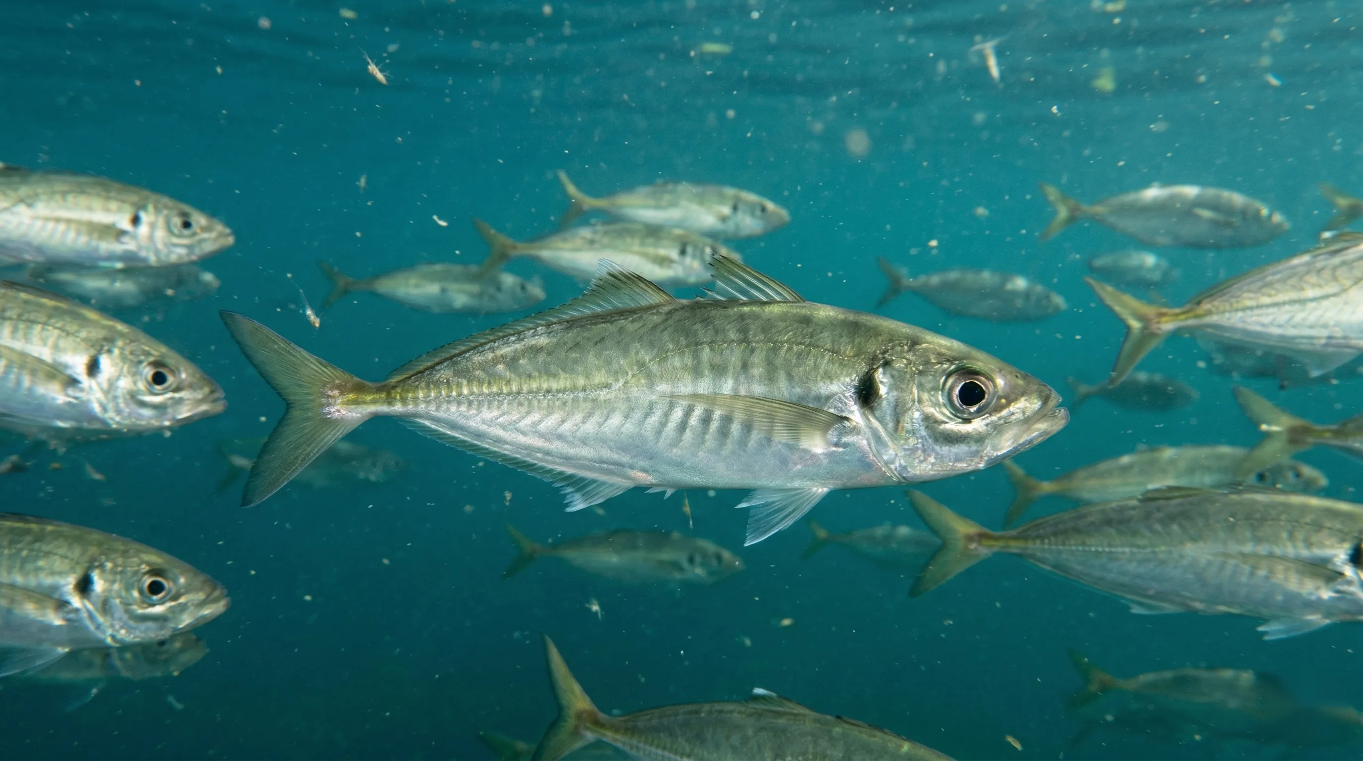 Atlantic Horse Mackerel
