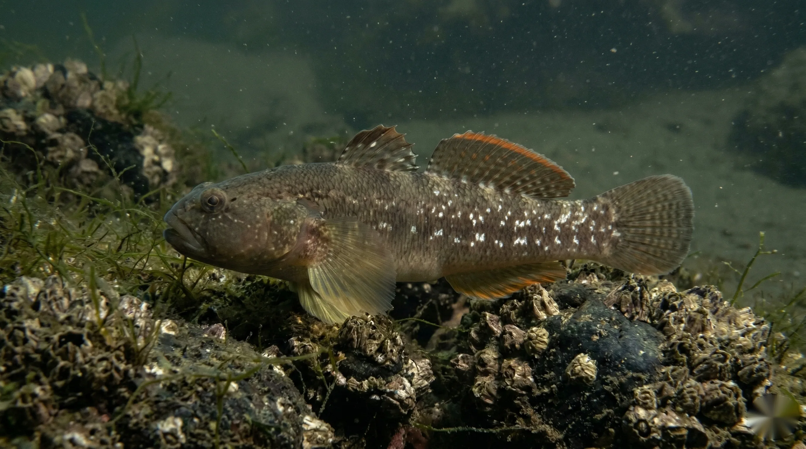 Shimofurigrondel (Tridentiger bifasciatus)
