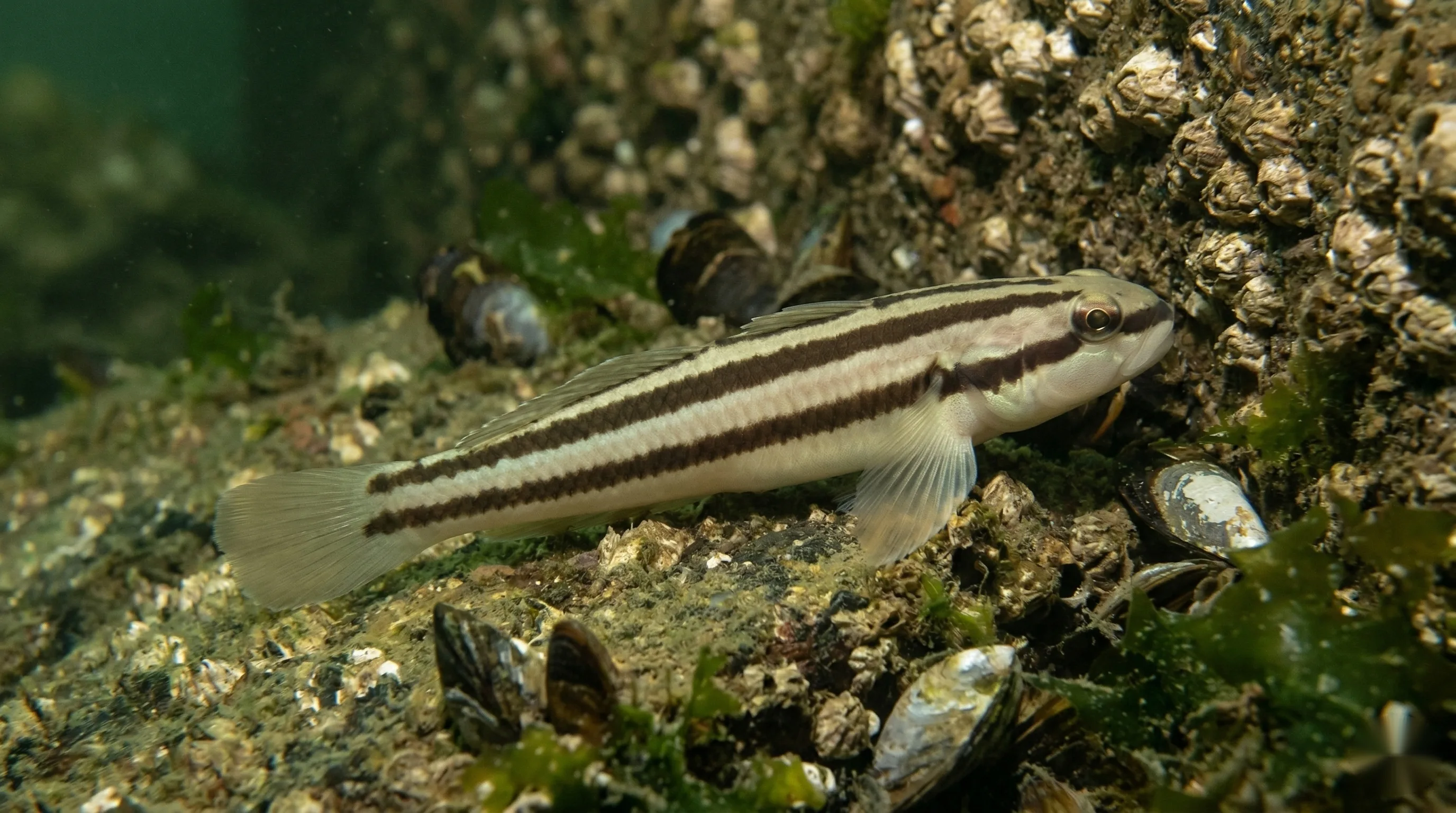 Kameleongrondel