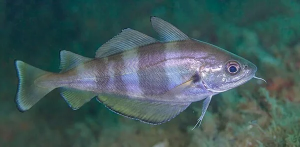 Steenbolk