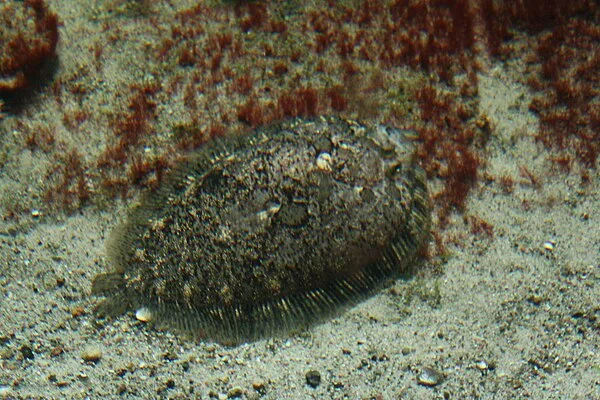 Gevlekte griet (Zeugopterus punctatus)